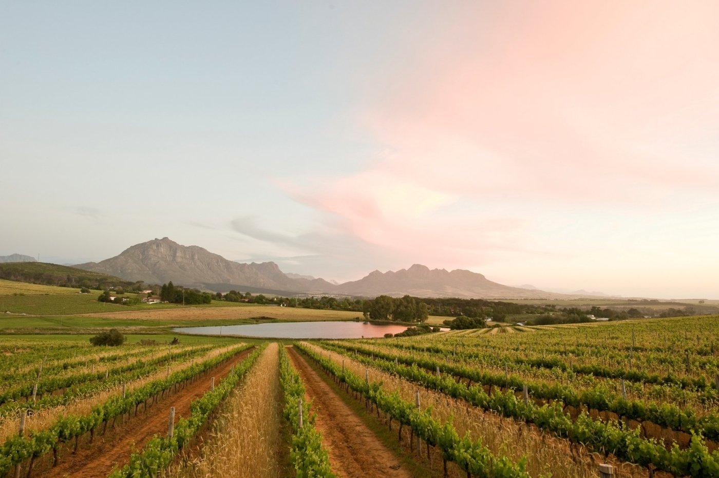 south africa wine tasting - Wine Paths